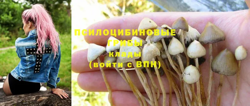 Галлюциногенные грибы Magic Shrooms  Кизел 